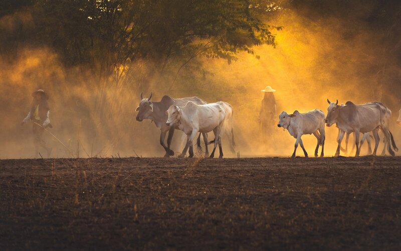 Herd of Cattle Walking