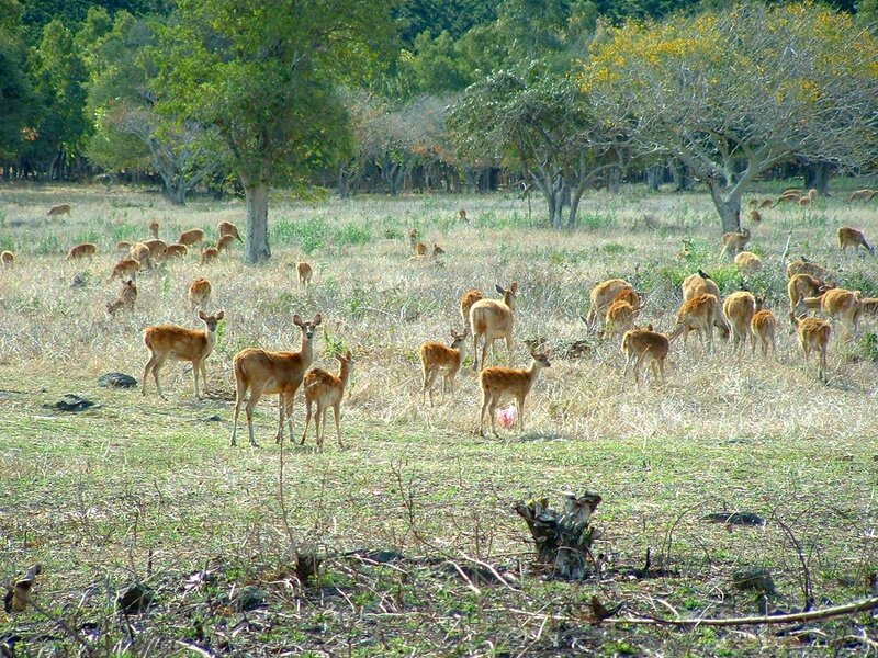 Herd of Deer in Field — Brown
