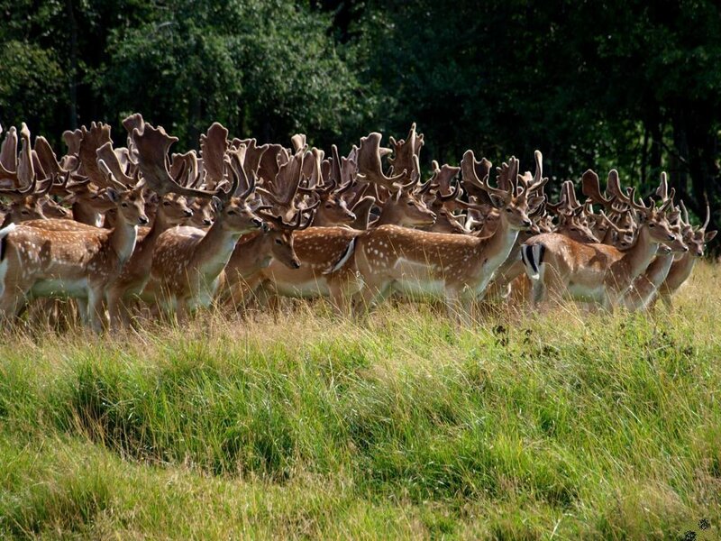 Herd of Deer in Field
