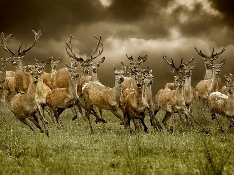 Herd of Deer Running