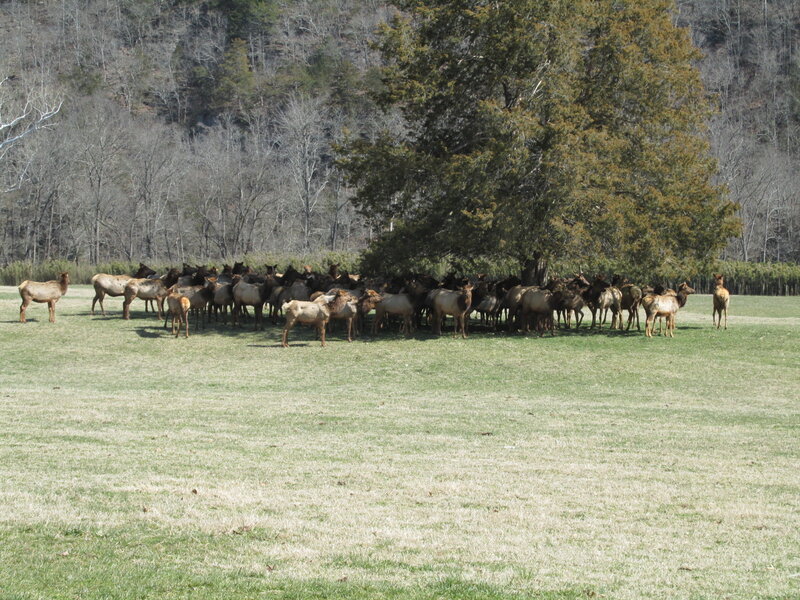 Herd of Elk in Field — Green