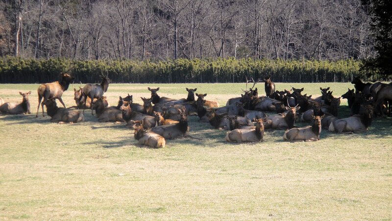 Herd of Elk in Field