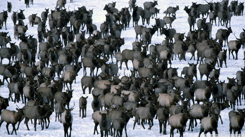 Herd of Elk in Snow