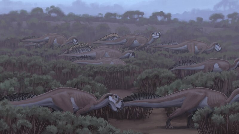 Herd of Hadrosaurs
