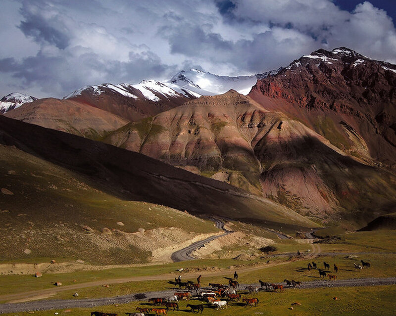 Herd of Horses in Valley