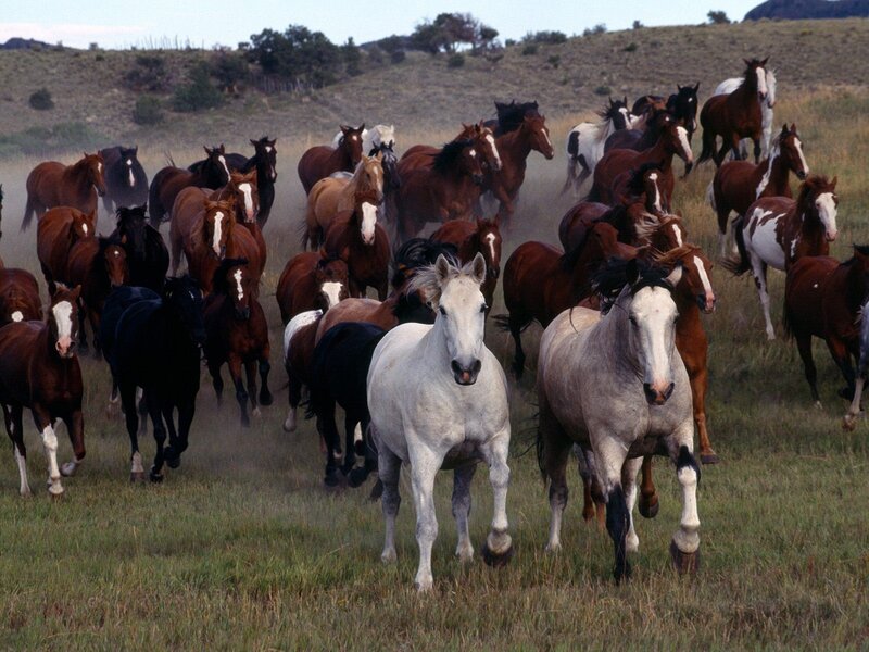 herd of horses running
