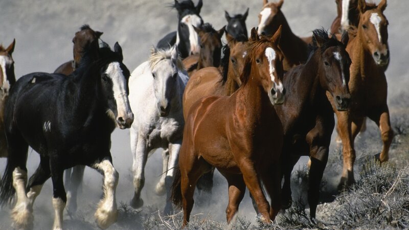 herd of horses running