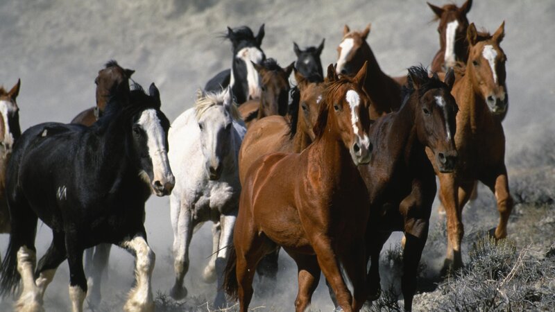 herd of horses running