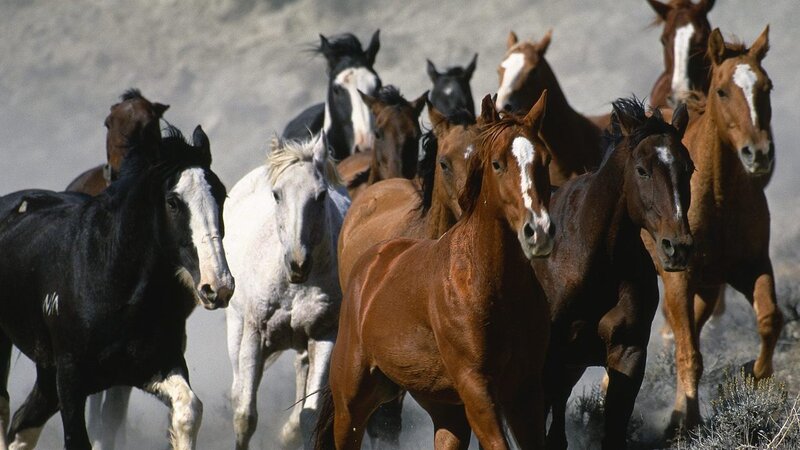 herd of horses running