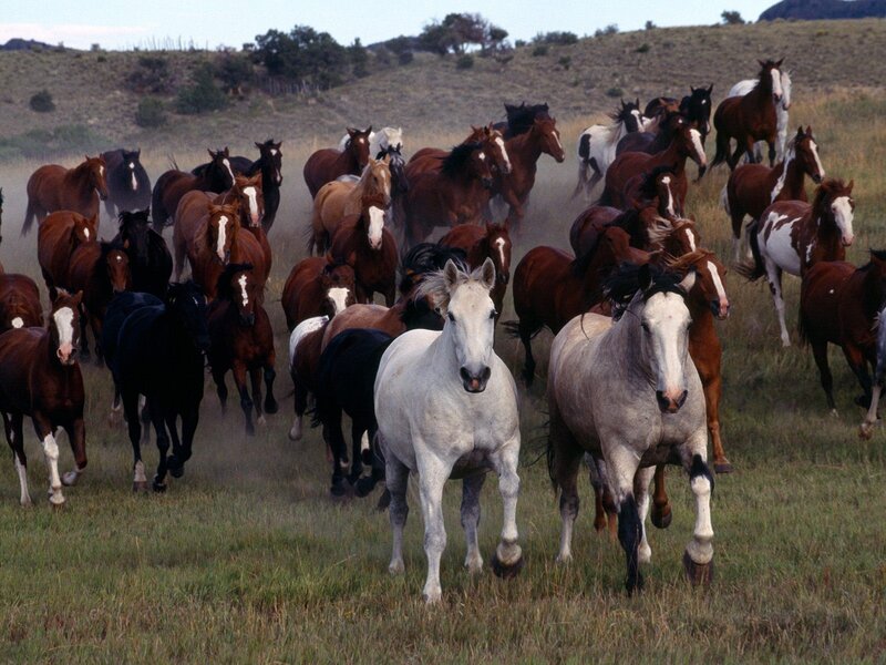 Herd of Horses Running — Brown, Dynamic