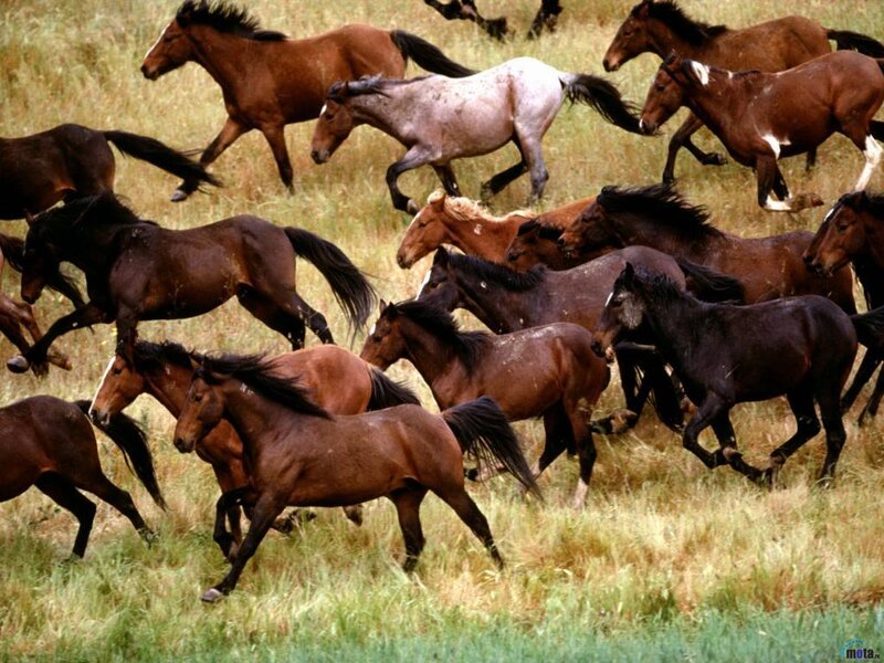 Herd of Horses Running — Brown