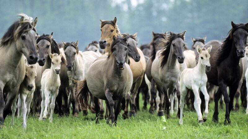 Herd of Horses Running — Green, Active