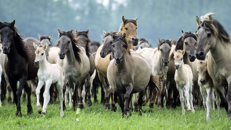 Herd of Horses Running — Green, Dynamic