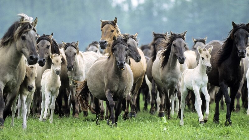 Herd of Horses Running — Green