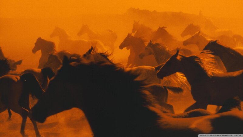 Herd of Horses Running — Orange