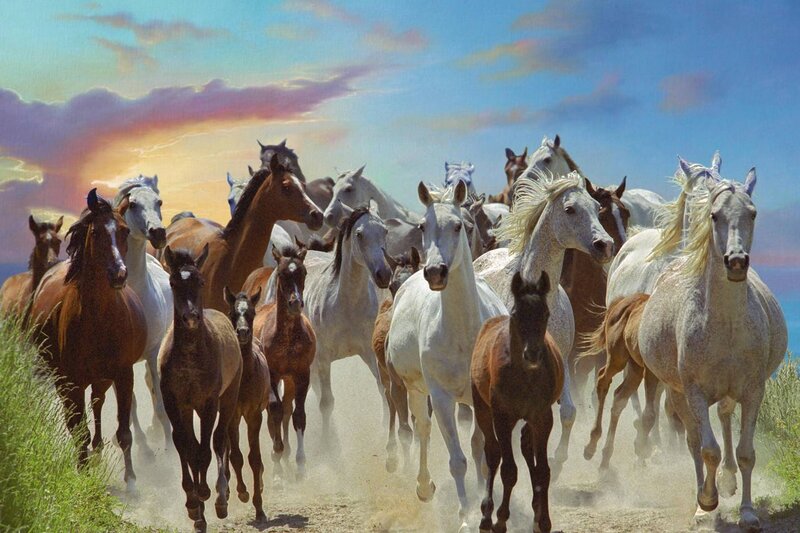 Herd of Horses Running — White