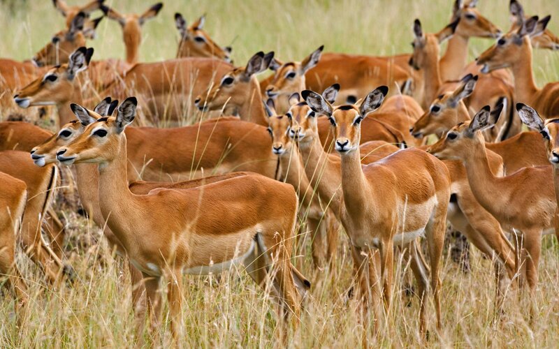 Herd of Impalas — Brown, Calm