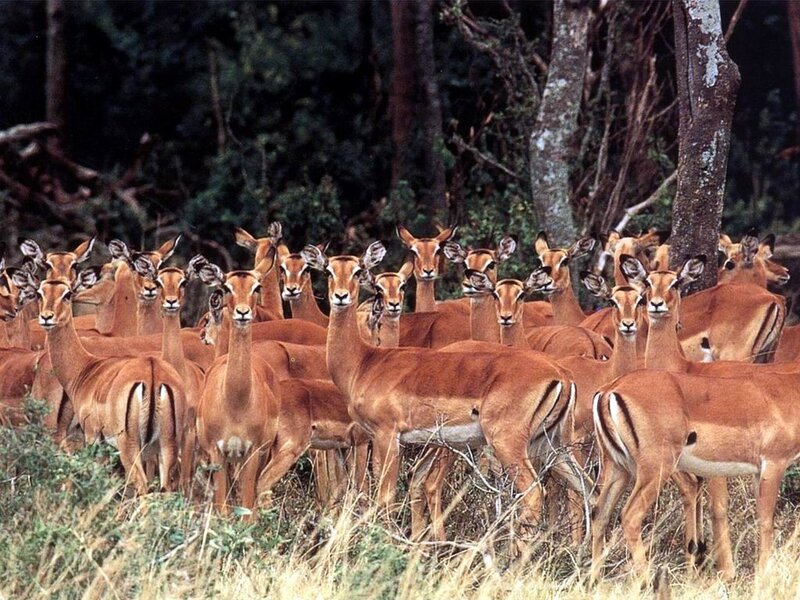 herd of impalas in forest