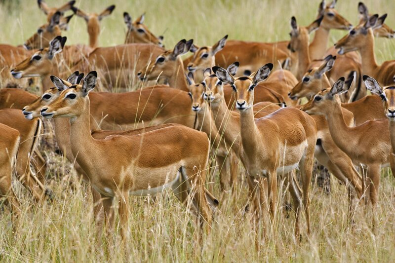 herd of impalas in grassland