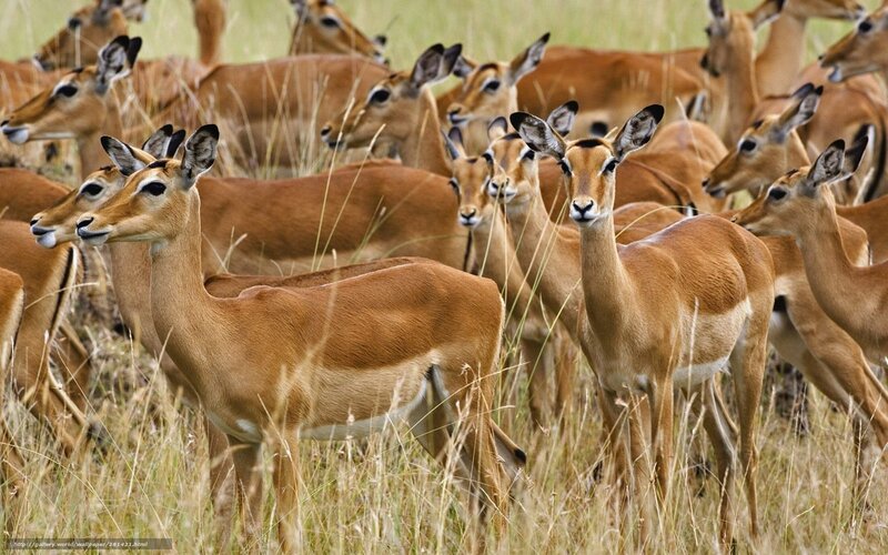 herd of impalas in grassland