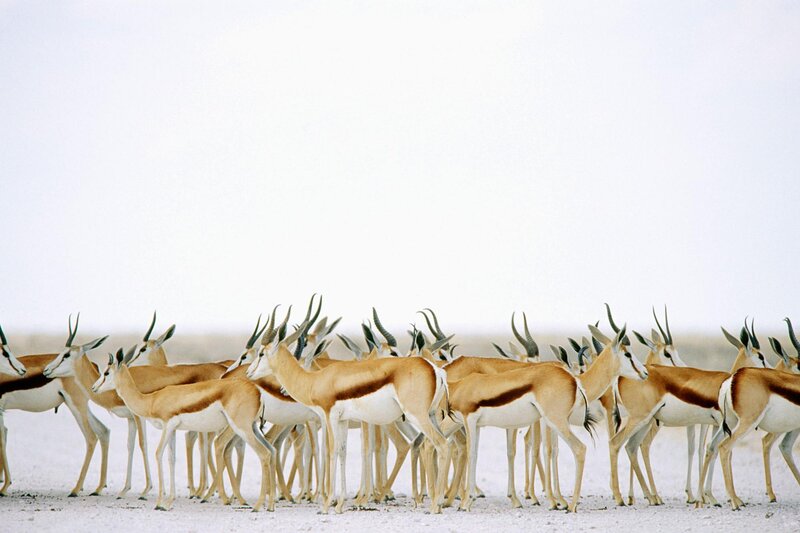 Herd of Springbok Antelopes — Tan