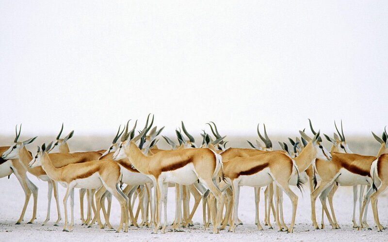 herd of springbok antelopes
