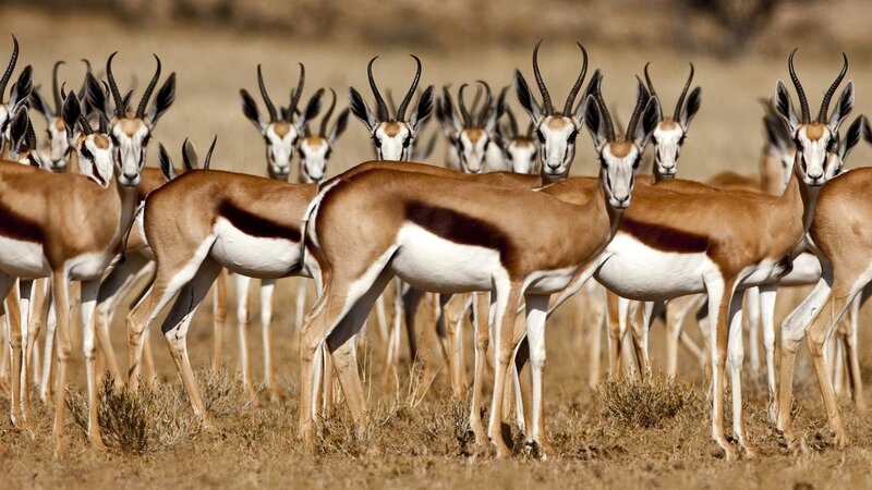 herd of springboks in savanna