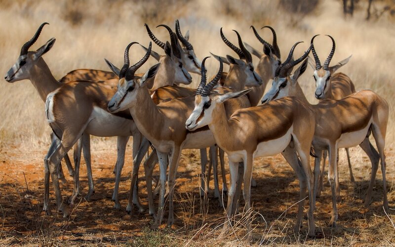 herd of springboks in savanna