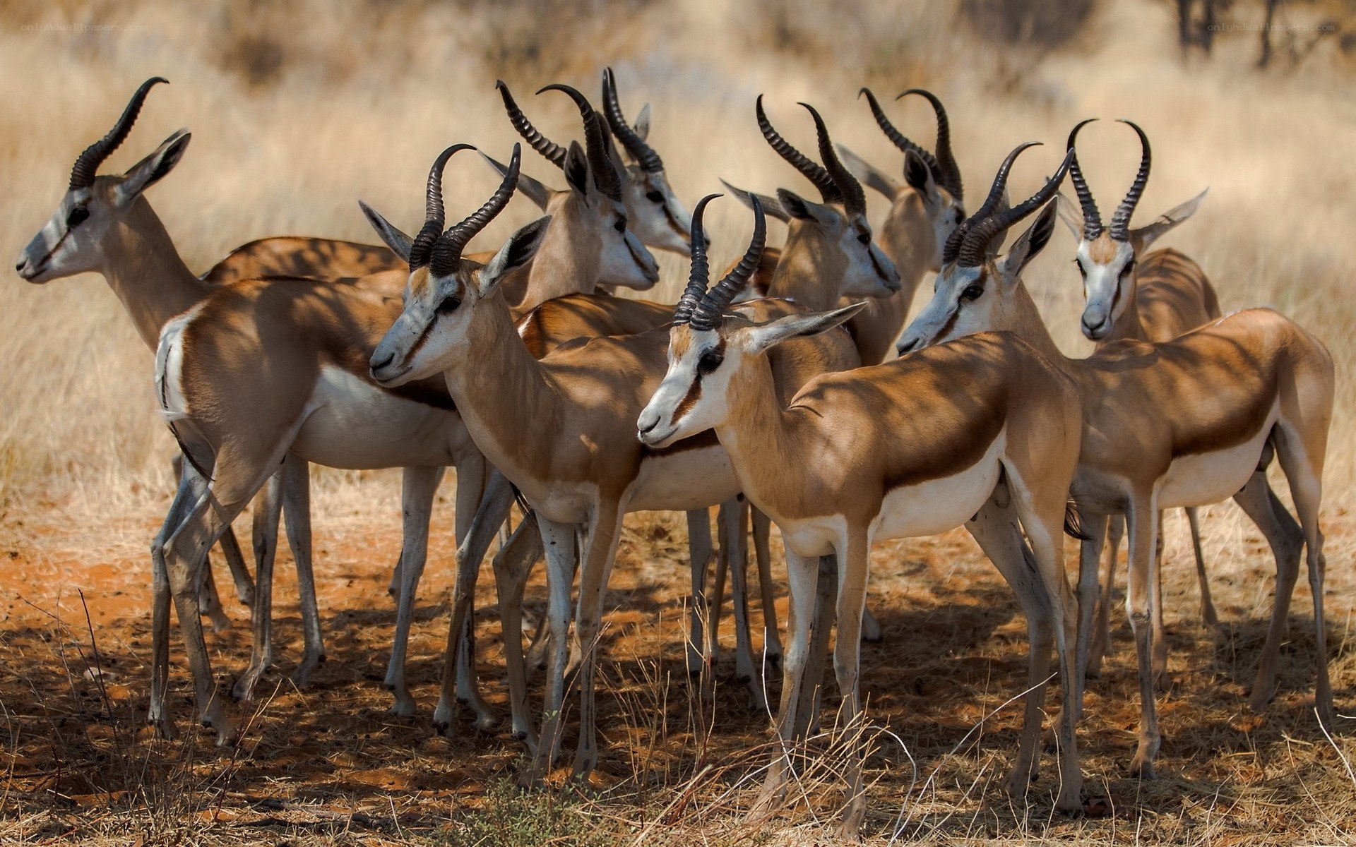 herd of springboks in savanna