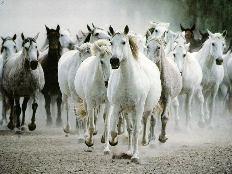 herd of white horses running