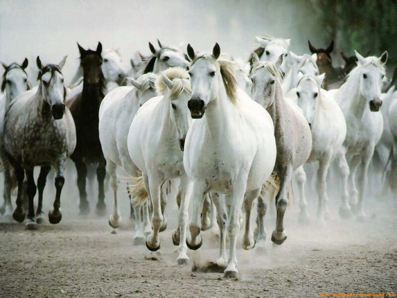 herd of white horses running