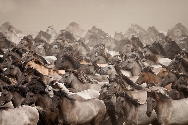 Herd of Wild Horses — Gray