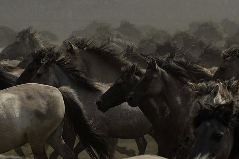 herd of wild horses running