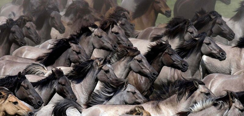 Herd of wild horses running