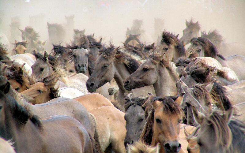 Herd of Wild Horses