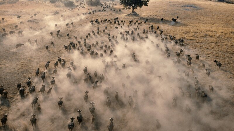 Herd of Wildebeest — Brown, Dramatic