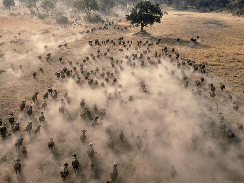 Herd of Wildebeest — Brown, Dynamic