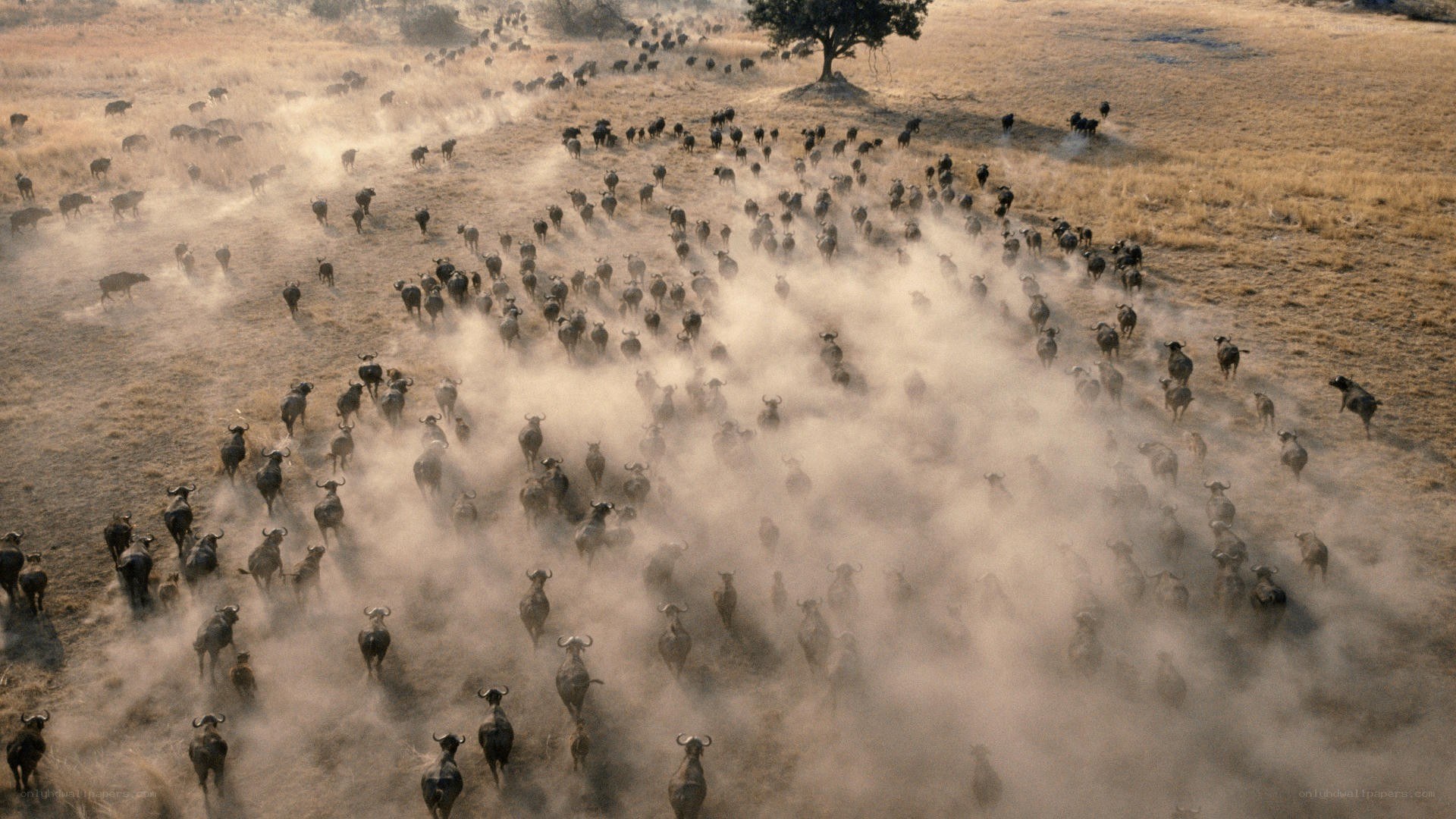 herd of wildebeest running