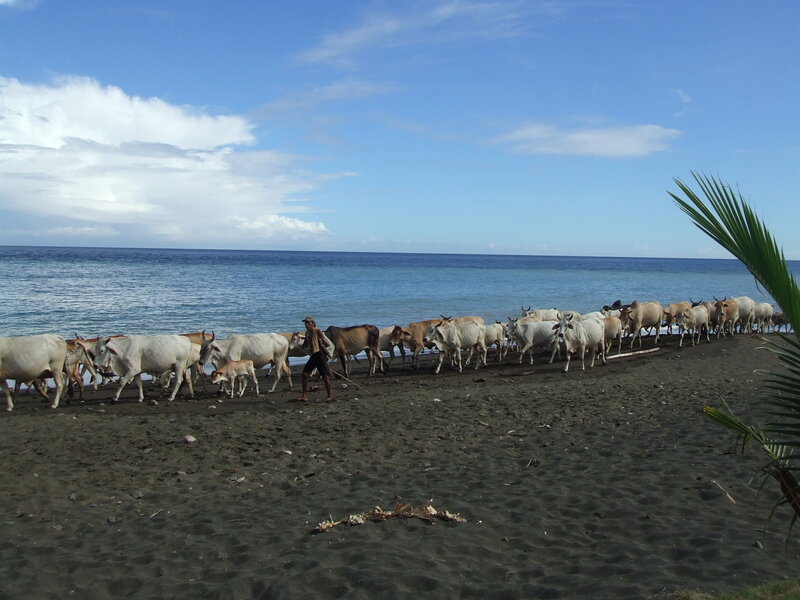 Herding cattle on a black sand beach