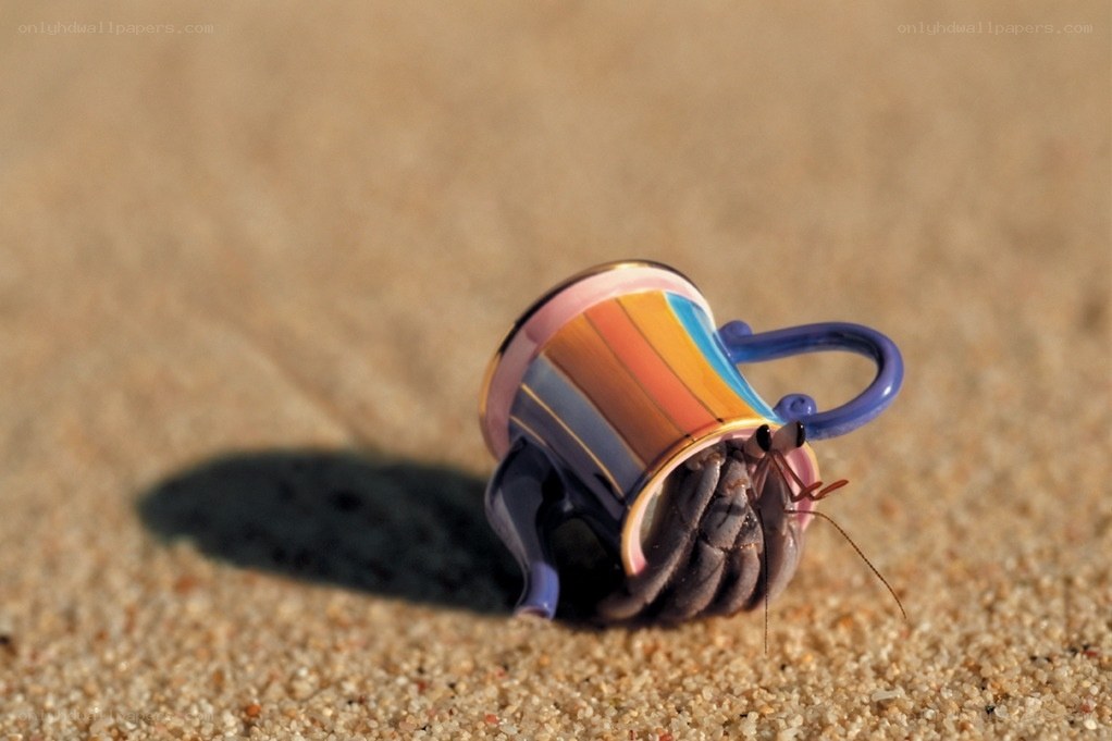 hermit crab in a cup