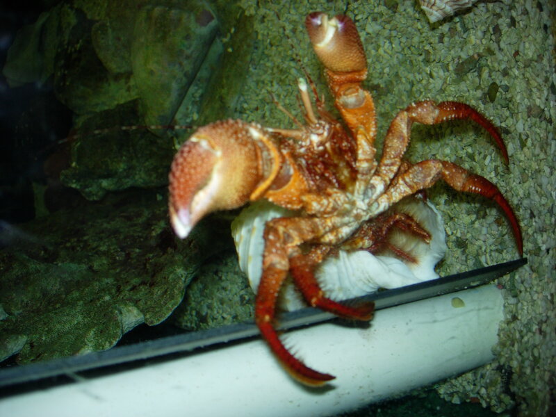 hermit crab in shell