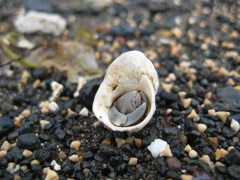 hermit crab in shell