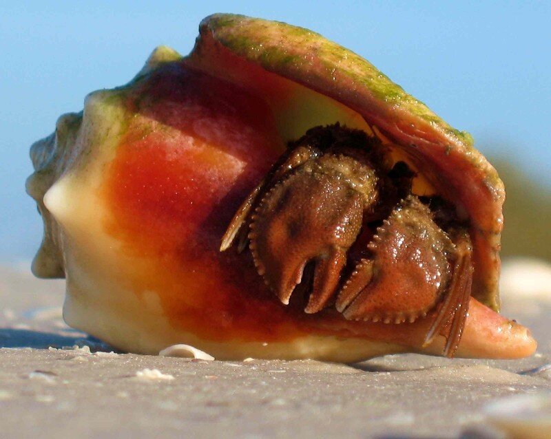 hermit crab in shell
