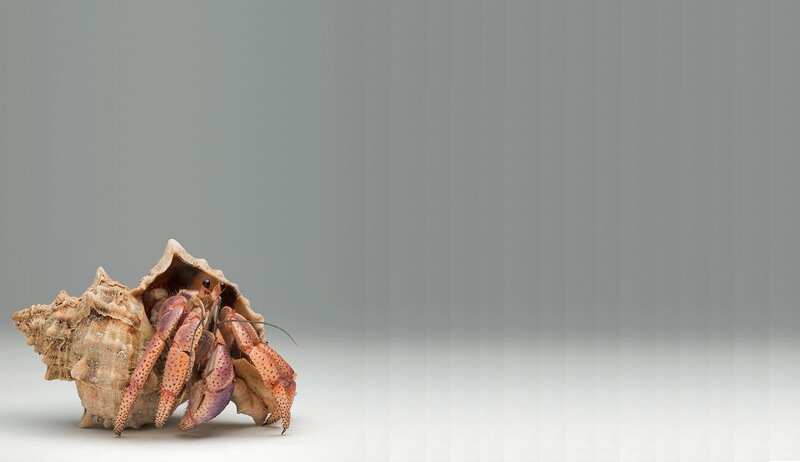 Hermit Crab in Shell — Gray