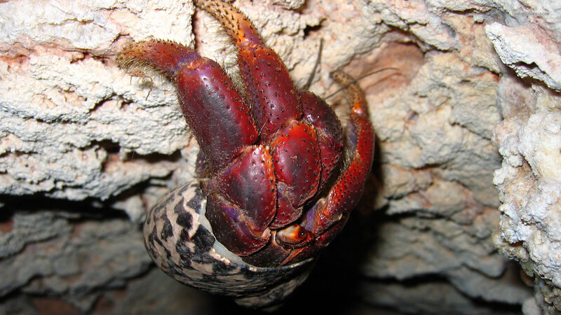 Hermit Crab in Shell — Red