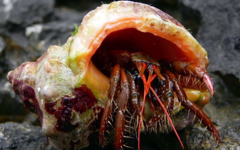 hermit crab in shell