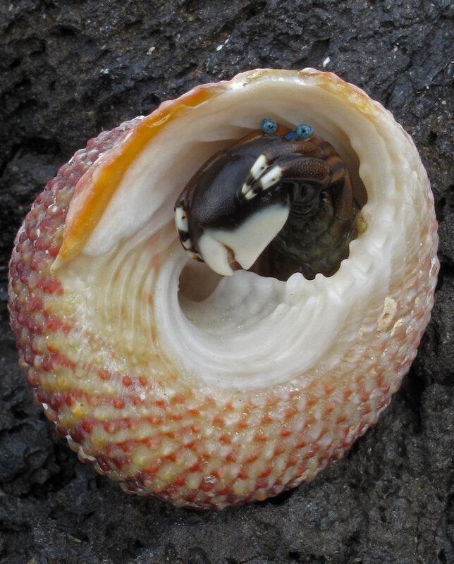 Hermit Crab in Shell — White