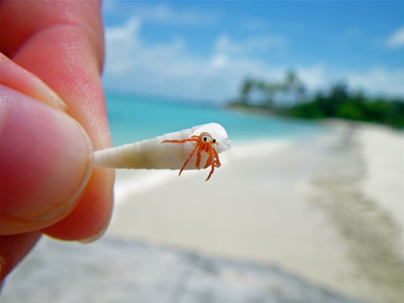 Hermit crab on a shell