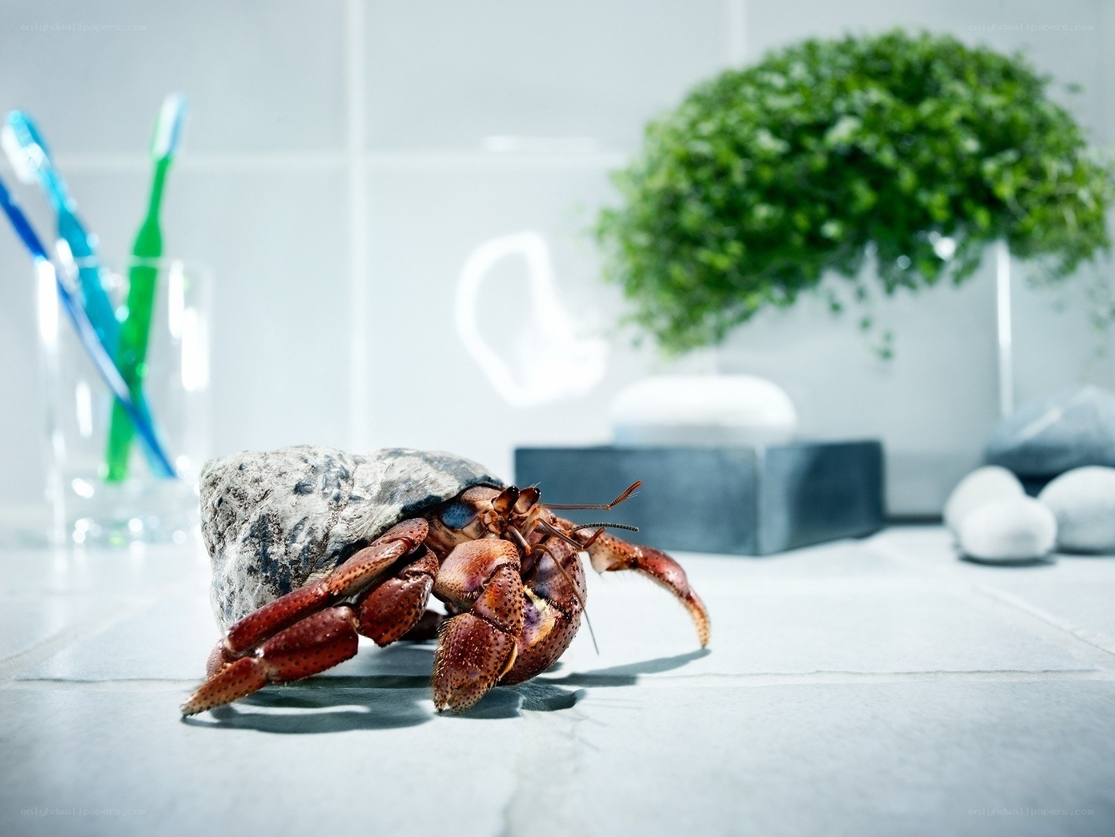 Hermit crab on bathroom counter