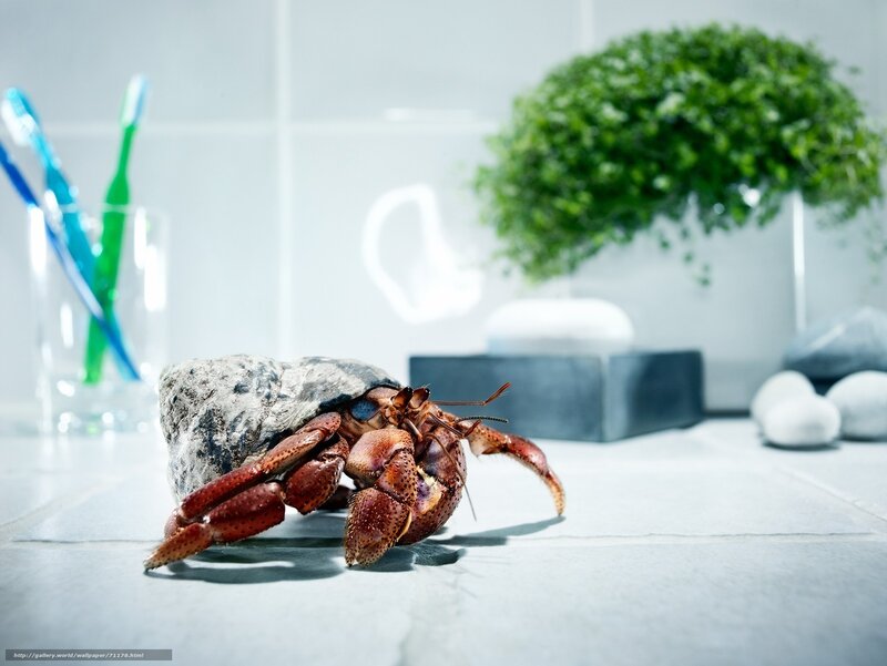Hermit crab on bathroom counter